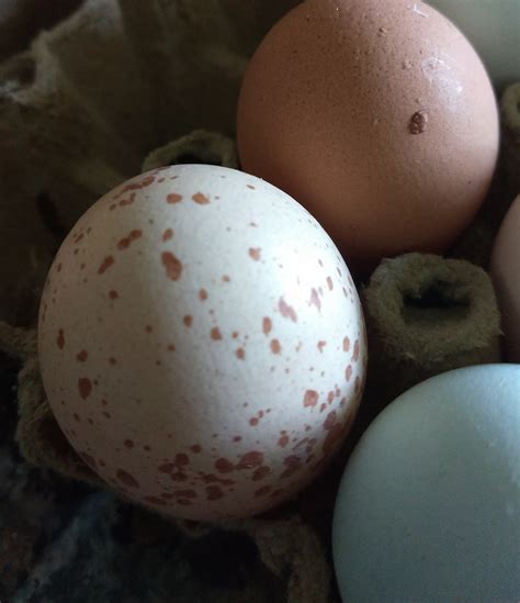 Speckled Chicken Eggs