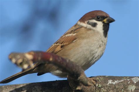 Rénover le petit bâti rural pour préserver la faune menacée LPO