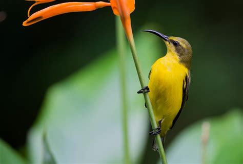 Far North Queensland, Wildlife & Conservation Safari, Australia ...