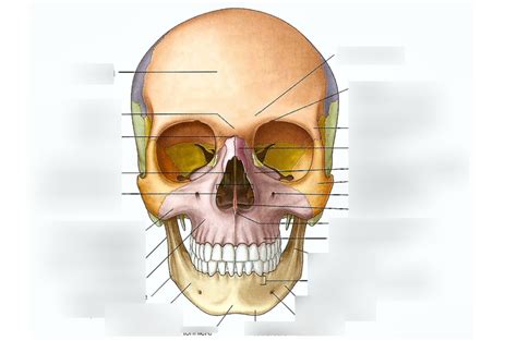 Os De La Face Diagram Quizlet