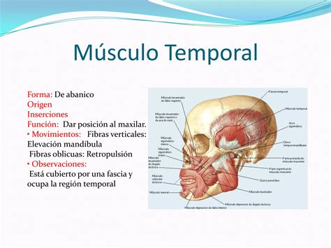 M Sculos Y Huesos De La Masticacion Ppt Descarga Gratuita