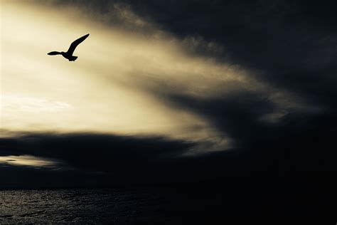 Free Images Nature Ocean Silhouette Bird Wing Light Sun