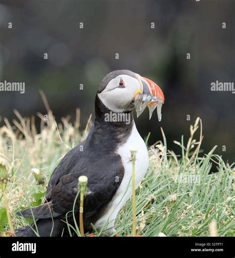 Puffin catching fish for his pufflet (baby puffin Stock Photo - Alamy