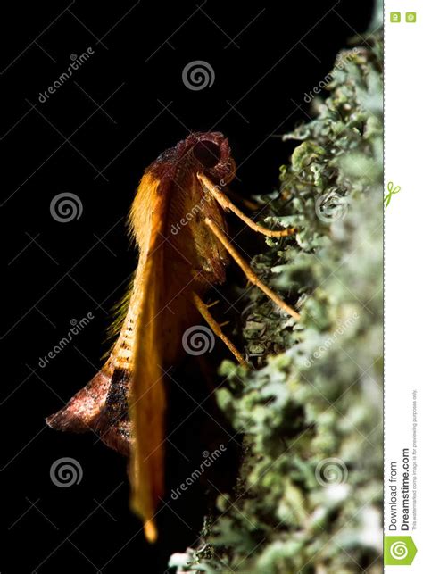 Scorched Wing Moth (Plagodis Dolabraria) on Lichen Stock Photo - Image of fauna, macro: 71202130