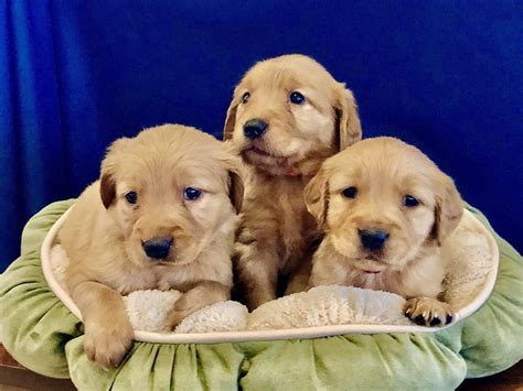 Akc Golden Retriever Puppies 5 Weeks Old River Goldens