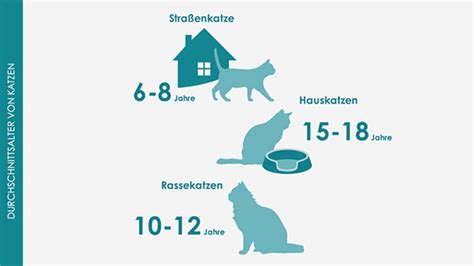 Wie Schwer Werden Katzen