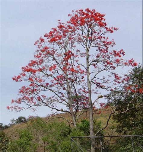 Mulungu Erythrina Verna