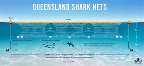 Modernise The Qld Shark Control Program Action For Dolphins