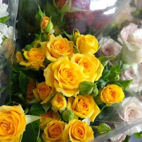 Kumeu Flower Farm L Spray Roses Yellow Babe