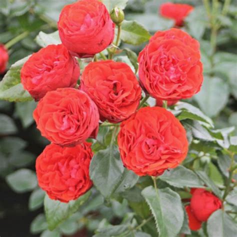 Роза Хот Рококо Hot Rokoko Спрей купить в интернет магазине ЦВІТСАД с доставкой по Украине