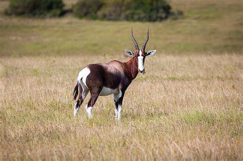 Trophy Hunting The Bontebok In South Africa Ash Adventures