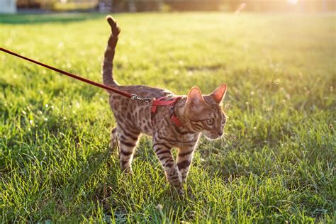 Can You [safely] Take Your Cat On Walks 6 Steps To Teaching Your Cat