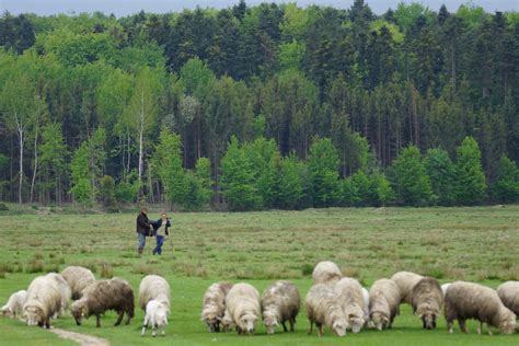 Shepherds With Their Flock Charlesfred Flickr