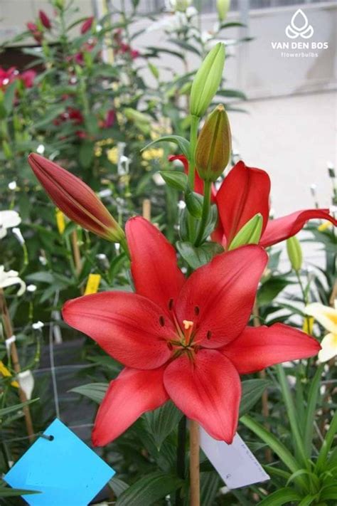 Colares® (L.A.) - Lily - Van den Bos Flowerbulbs