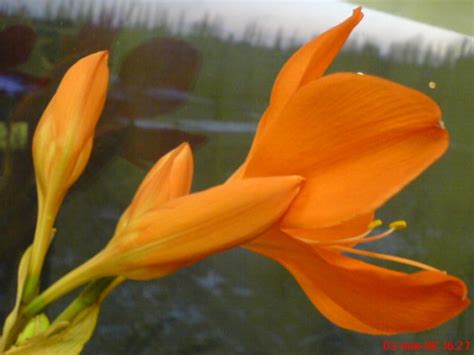 Гипиаструм, Гипиаструм - комнатные растения и цветы