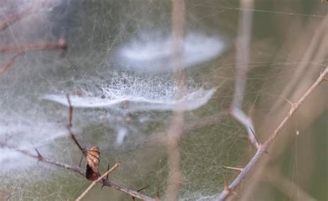 Uma Teia De Aranha Em Um Rio Uma Folha No Galho Foto Premium