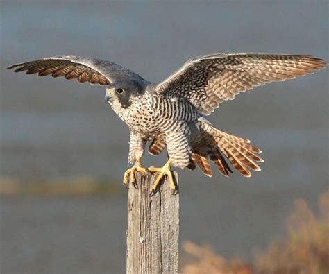 HALCON – Diccionario Enciclopédico de Biblia y Teología