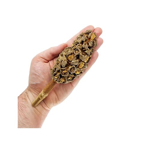 drinkwell aqua garden seed pods fasci garden