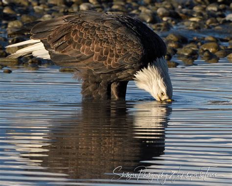 Bald Eagle Reflections Shetzers Photography