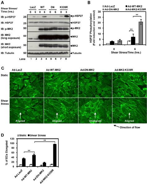 Mk Sumoylation Inhibits Endothelial Cell Alignment By Shear Stress