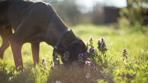 Why Do Dogs Lick Their Butts 4 Reasons And How To Stop It Petsradar