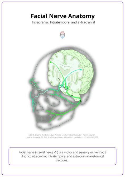 Facial Nerve · Anatomy Course Branches Variations