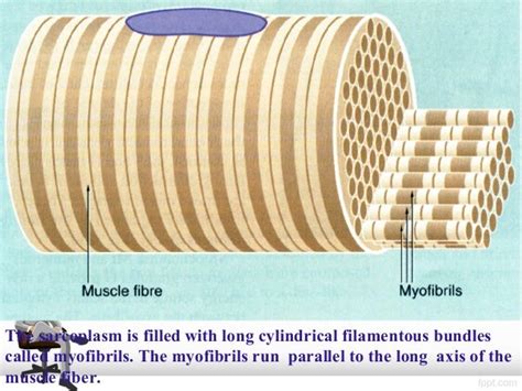 Muscle Contraction physiology