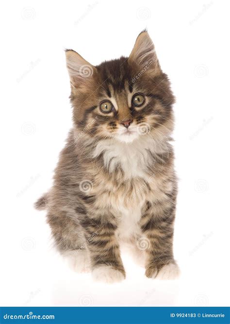 Cute Brown Maine Coon Kitten On White Bg Stock Photos - Image: 9924183