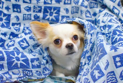 10 Interesting Facts About Chihuahuas That You May Not Know Fresh Life