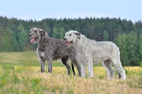 The 11 Most Popular Irish Dog Breeds - A-Z Animals