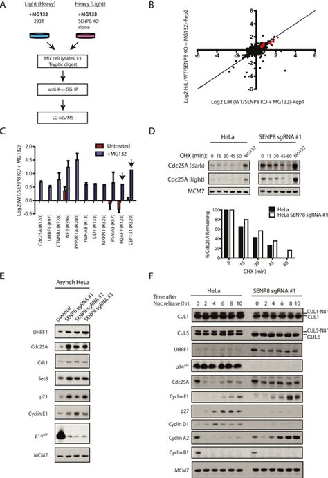 Figures And Data In SENP8 Limits Aberrant Neddylation Of NEDD8 Pathway