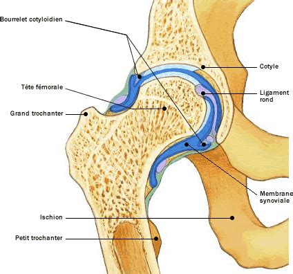 Anatomie Et Pathologie De La Hanche Mon Bloc Op Ratoire