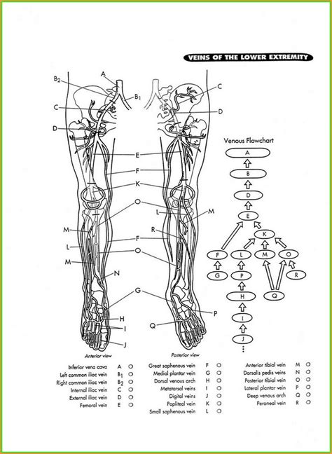 Vein Mapping For Dialysis Access Map : Resume Examples