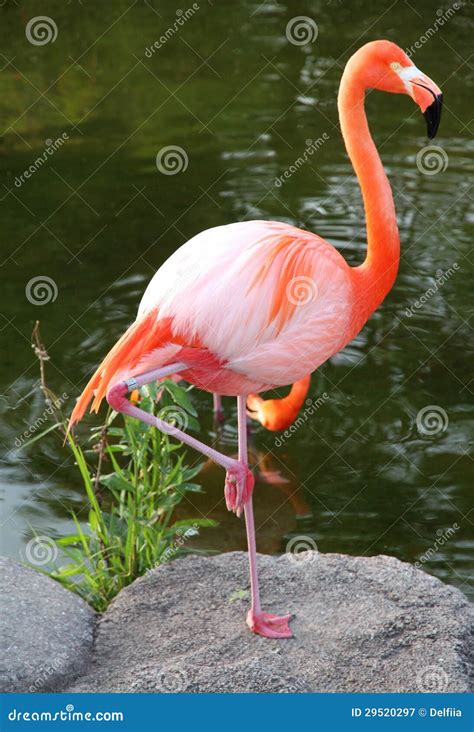 American Red Flamingo. Graceful Bird . Stock Image - Image of fine ...