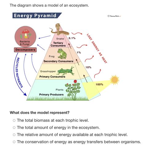 SOLVED The Diagram Shows A Model Of An Ecosystem Energy Pyramid 88