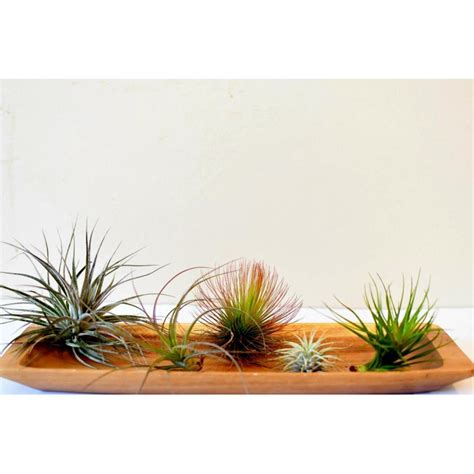 Tillandsia Ionantha Airplant Seeds Price €295