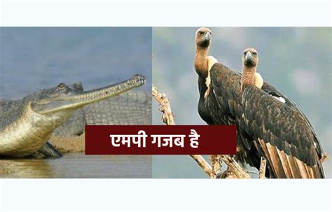 After Tiger Leopard Now Madhya Pradesh Will Become Vulture And Gharia एमपी गजब है घड़ियाल और