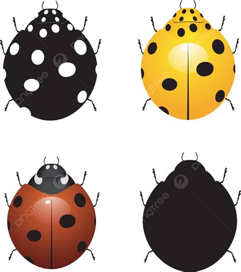 Set Vector Illustration Of Ladybirds Bug Isolated White Vector Bug Isolated White Png And