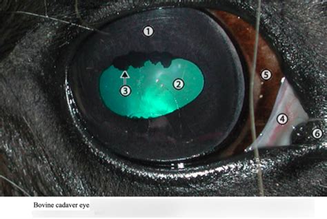 Bovine Eye Anatomy Diagram Quizlet