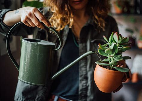 The Wonders of Plant-Based Products For Hair Growth | Nourish Beaute