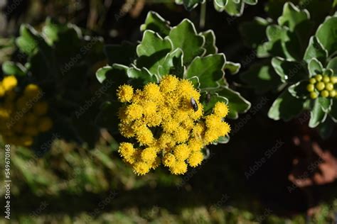 Ajania Pacifica Chrysanthemum Pacificum Flowers Asteraceae