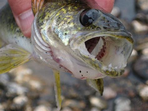 Walleye Fish Meat Pisces