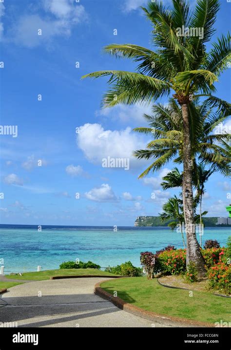 guam beach palm tree  res stock photography  images alamy