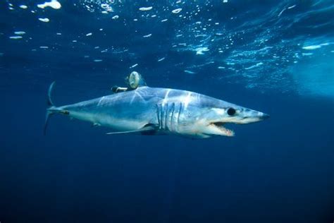 150-Kilogram Mako Shark Jumps On Fishing Boat, Wriggles Its Way Back ...