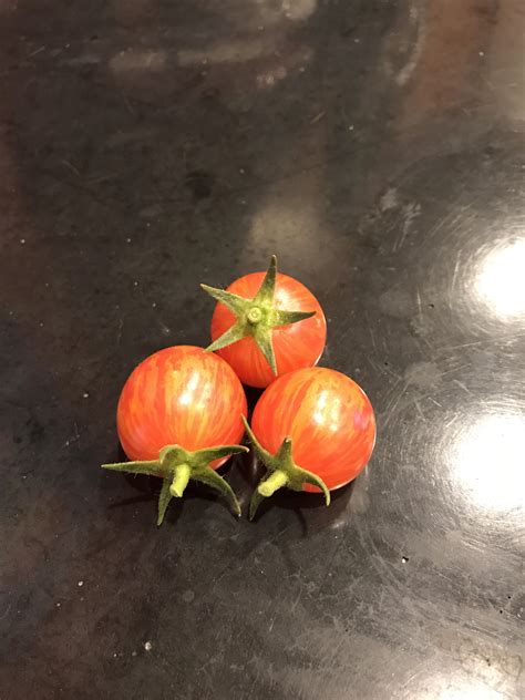 My Tiny Tomato Harvest! : r/gardening