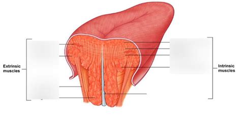 D Intrinsic Extrinsic Muscles Of Tongue Diagram Quizlet