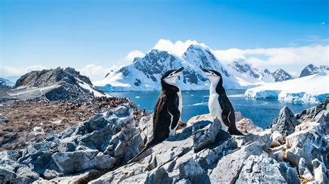 Holland America Line To Visit All Seven Continents On 2026 Grand World