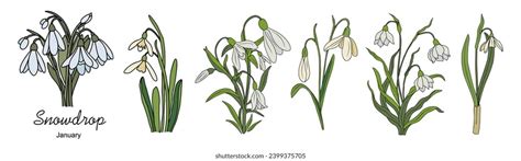 430 Snowdrop Flower Tattoo Images, Stock Photos, 3D objects, & Vectors ...