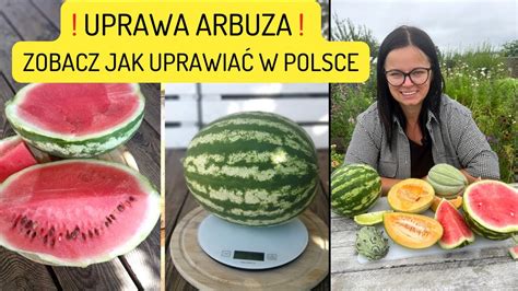 JAK UPRAWIAĆ ARBUZY UPRAWA ARBUZA W POLSCE KIEDY SIAĆ ARBUZY