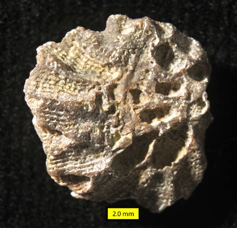 Wooster’s Fossil of the Week: A tabulate coral from the Upper ...